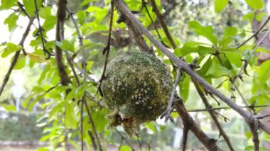 Nar ağacı ve kokuşmuş nar.