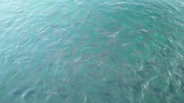 Школа Риб Чистому Морі — стокове відео