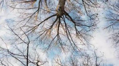 arkaplan için doğadan ağaç görünümü