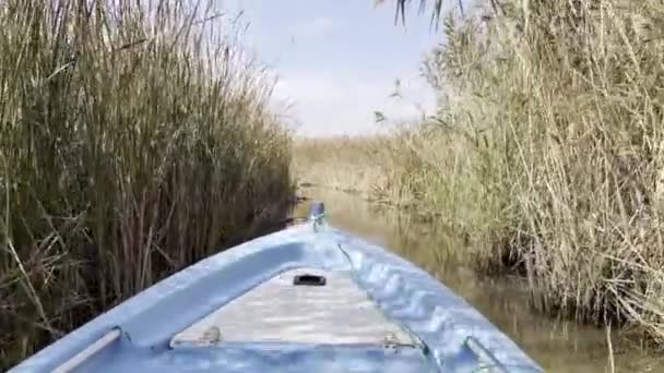 Promenade Bateau Sur Lac Parmi Les Roseaux — Video