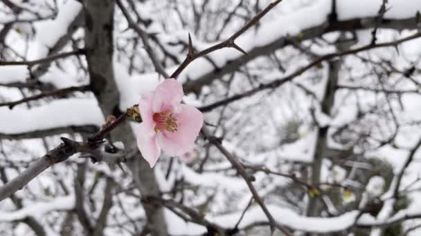 Wiosenne Kwiaty Płatki Śniegu Kwitnące Zimą — Wideo stockowe