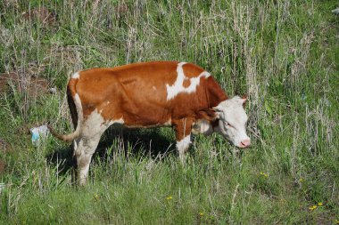 Sarı cimental inekler ve çayırlarda otlayan buzağılar.,