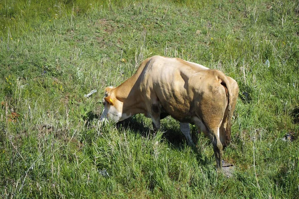 Vacas Cimentarias Amarillas Terneros Pastando Pasto — Foto de Stock