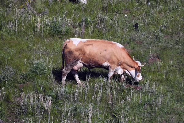 Vacas Cimentarias Amarillas Terneros Pastando Pasto —  Fotos de Stock