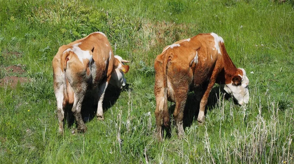 Vacas Cimentarias Amarillas Terneros Pastando Pasto —  Fotos de Stock