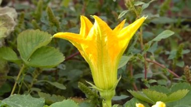 Açık alan bahçesinde yakın plan sarı kabak çiçeği,