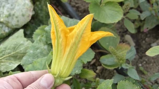 Een Mens Met Een Squashbloem Zijn Hand Close Gele Squashbloem — Stockvideo