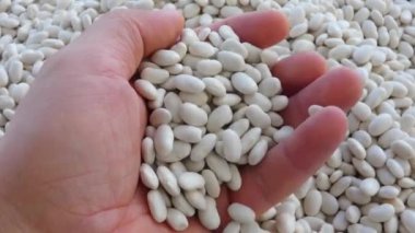 Bir avuç kuru fasulye, fasulyeleri kavrayan bir el, büyük miktarda kuru fasulye.,