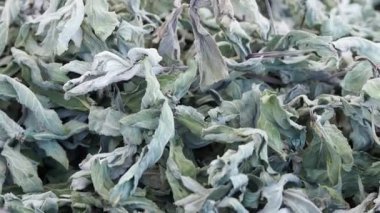Kurutulmuş nane, kurutulmuş fillisquine Mentha pulegium otu, aromatik otlar.,
