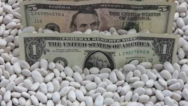 Close Large Amounts American Usd Standing Top White Beans — Stock Video