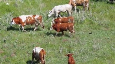 Otlakta otlayan inekler ve boğalar.,