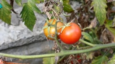Küresel ısınma ve iklim anlaşması, dünyada sebze ürünlerinin üretimi azalıyor, sebze ürünlerinin fiyatları artıyor,
