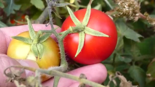 Küresel Isınma Iklim Anlaşması Dünyada Sebze Ürünlerinin Üretimi Azalıyor Sebze — Stok video