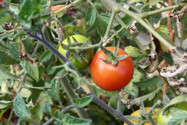 Küresel ısınma ve iklim anlaşması, dünyada sebze ürünlerinin üretimi azalıyor, sebze ürünlerinin fiyatları artıyor,