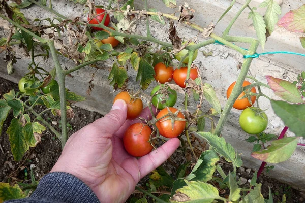 Den Globala Uppvärmningen Och Klimatavtalet Produktionen Vegetabiliska Produkter Världen Minskar — Stockfoto