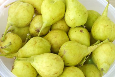 sepetteki olgun sarı armutlar, tamamen hormonsuz armutlar..