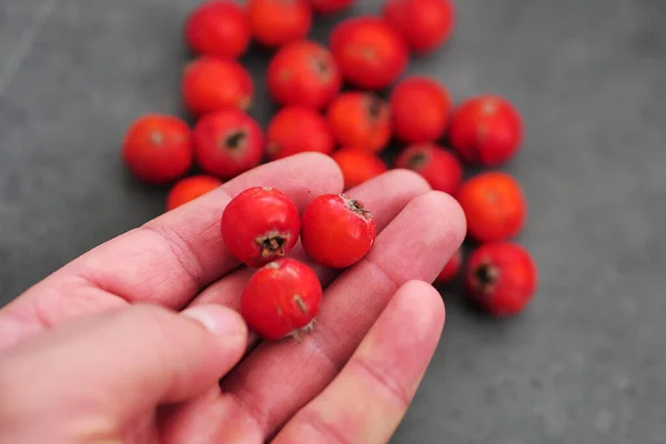 Medicinal Hawthorn Fruit Forest Fruits Red Hawthorn Fruit — Stock Photo, Image