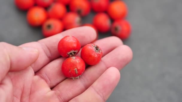 Hagtorn Frukter Från Skogen Frukt Röd Hagtorn Frukt — Stockvideo