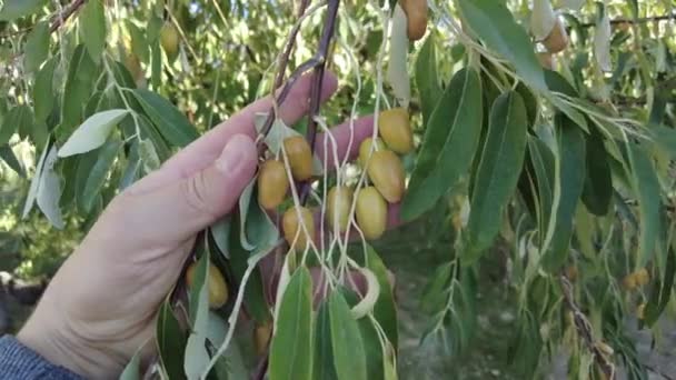 Μεγάλος Αριθμός Ελαιοτριβείων Καλλιεργούνται Στο Αγκάθι Που Ωριμάζει Φθινόπωρο — Αρχείο Βίντεο