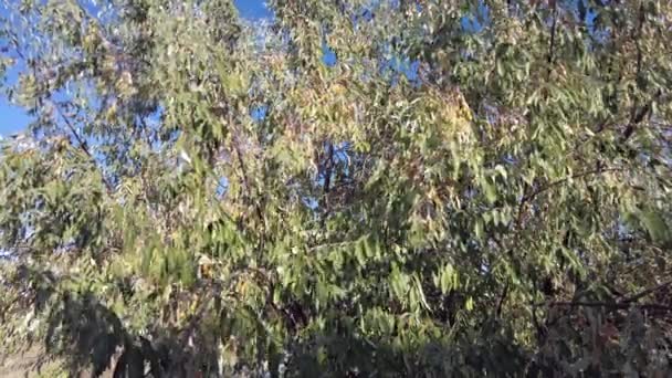 Trnitém Stromě Který Zraje Podzim Roste Velké Množství Oleastrů — Stock video