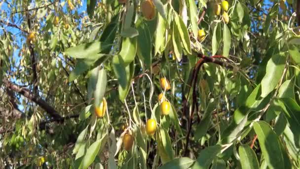 Trnitém Stromě Který Zraje Podzim Roste Velké Množství Oleastrů — Stock video