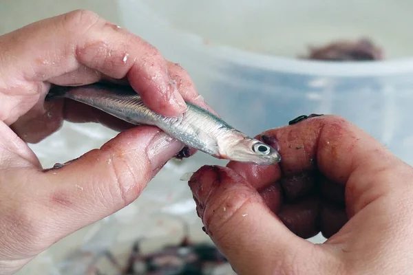 Primer Plano Una Persona Limpieza Anchoa Para Cocinar Limpieza Pescado —  Fotos de Stock