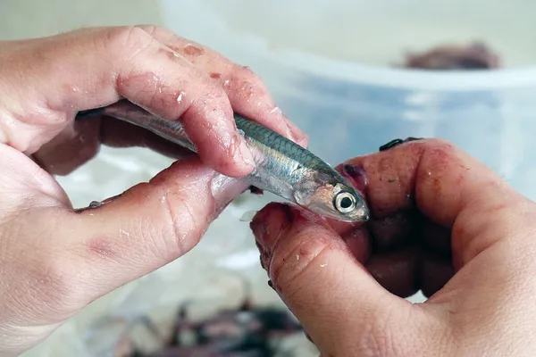 Primer Plano Una Persona Limpieza Anchoa Para Cocinar Limpieza Pescado —  Fotos de Stock