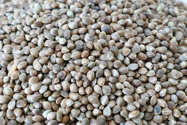 hemp seeds,close-up cannabis seeds,hemp seeds on a ground,