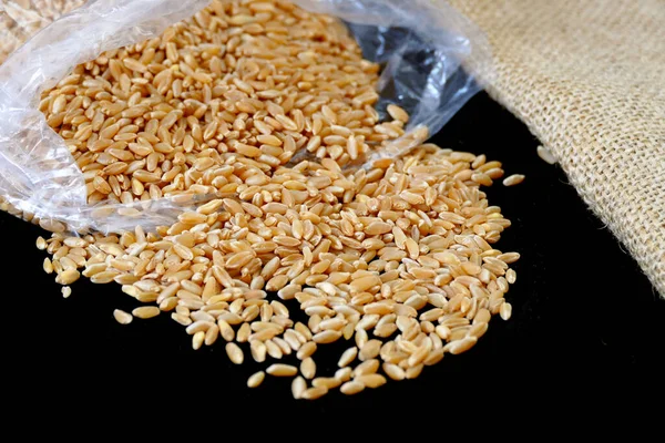 Некоторые Сухая Пшеница Стоит Черном Фоне Крупным Планом Пшеницы — стоковое фото