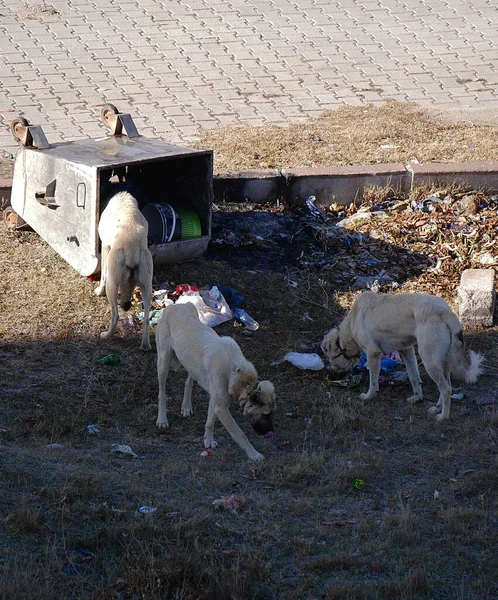 Psi Kteří Shazují Odpadkový Koš Při Hledání Potravy — Stock fotografie