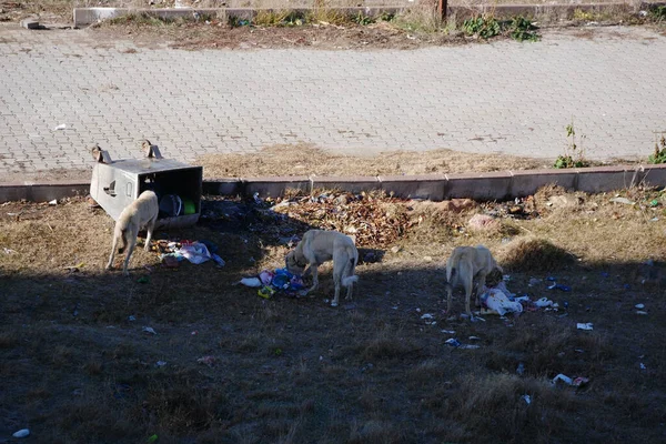 Perros Que Tiran Basura Busca Comida — Foto de Stock