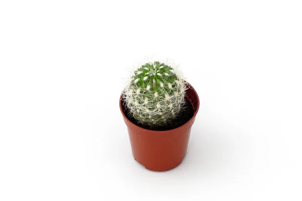 Mała Roślina Kaktusowa Stojąca Białym Tle Mały Kaktusek Małym Garnku — Zdjęcie stockowe