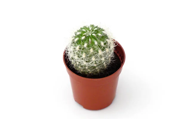 Mała Roślina Kaktusowa Stojąca Białym Tle Mały Kaktusek Małym Garnku — Zdjęcie stockowe