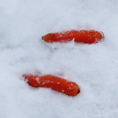 Kardan adam yapmak için havuç, havuç ve kar.,