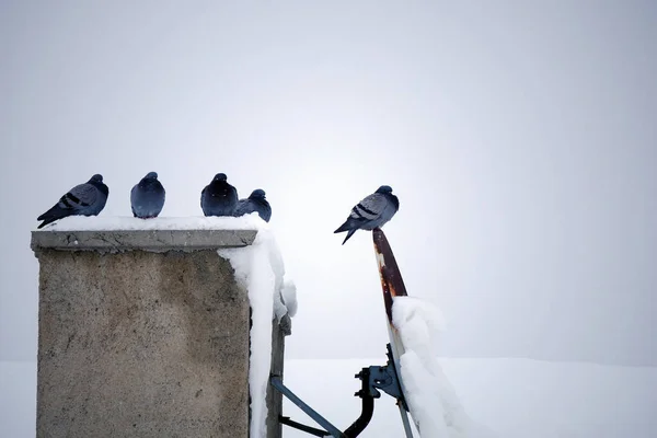 Wild Pigeons Live Roof Winter Birds Winter Conditions Winter Animals — Stock Photo, Image