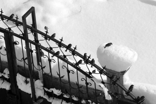 Sparrows Perching Door Winter Sparrows Collectively Looking Food — Stock Photo, Image