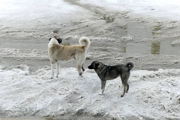 Dos Perros Callejeros Vagando Por Las Calles Nevadas Ciudad Oso — Foto de Stock
