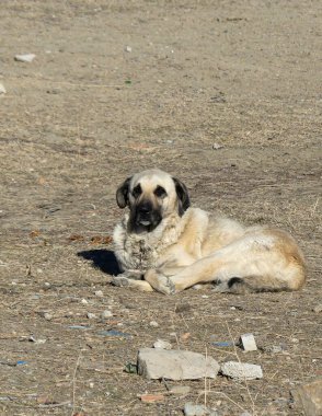 Bir çoban köpeği evin önündeki kötü kulübede yatıyor, köpek ve köpek kulübesi, zincirlenmiş bir köpek.,