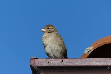 Bir evin çatısında serçe yuva yapar ve çatıda durur, mavi gökyüzü ve küçük serçe, evin çatısında serçe.,