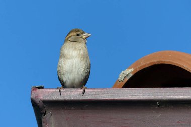Bir evin çatısında serçe yuva yapar ve çatıda durur, mavi gökyüzü ve küçük serçe, evin çatısında serçe.,