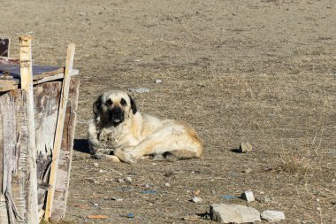 Bir çoban köpeği evin önündeki kötü kulübede yatıyor, köpek ve köpek kulübesi, zincirlenmiş bir köpek.,