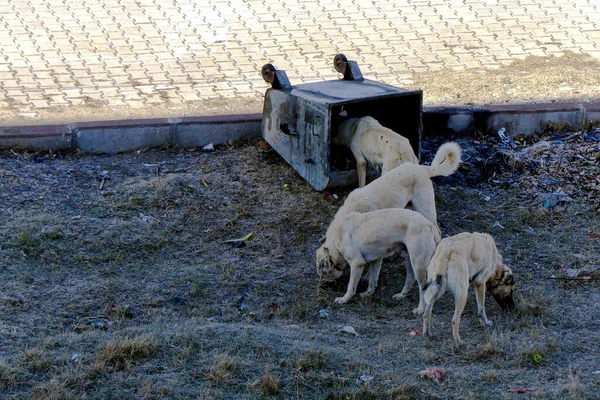 Perros Callejeros Hambrientos Tirando Caja Arena Mientras Que Los Perros — Foto de Stock