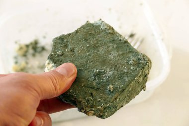 Küflü peynir, yakın plan küflü peynir, penisilin hammadde peynir küfü.,