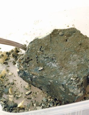 Küflü peynir, yakın plan küflü peynir, penisilin hammadde peynir küfü.,