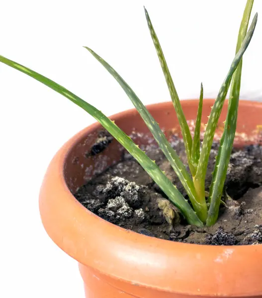 Une Fleur Aloe Vera Nouvellement Développée Dans Pot Plastique Cultivant — Photo
