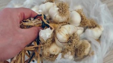 Bir insanın elinde bir avuç kurutulmuş sarımsak. Bir sürü kurutulmuş sarımsak kafalar..