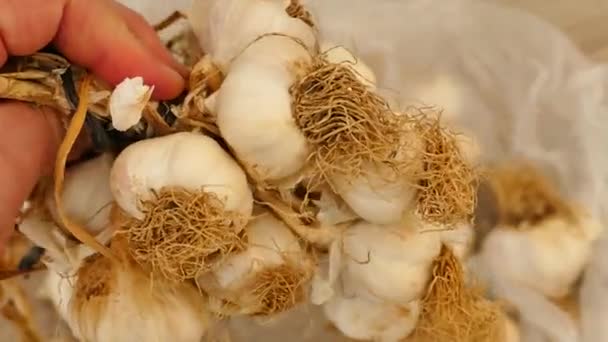 一个人手里拿着一捆干大蒜 很多干大蒜头 — 图库视频影像