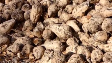 işlenmeye hazır ham şeker pancarı, şeker yapmak için büyük miktarda şeker pancarı,