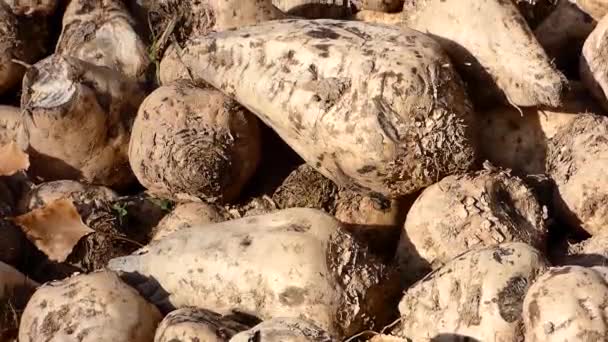 Barbabietola Zucchero Greggia Pronta Essere Trasformata Grandi Quantità Barbabietole Zucchero — Video Stock