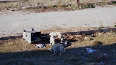 Yemek ararken çöp tenekesini deviren köpekler.,
